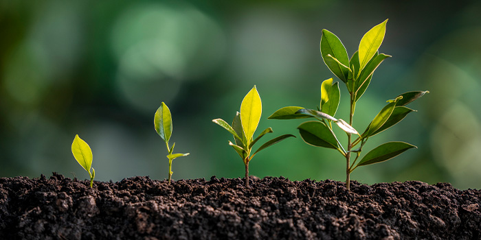 Four young green seedlings in soil at successive growth stages against blurred green background